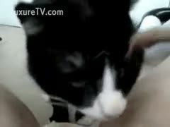 Horny dilettante teasing her cat into licking out her smooth twat 